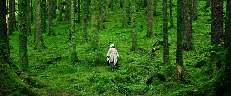 Forest Bathing: Shinrin-yoku translates as "taking in the forest atmosphere" or "forest bathing".